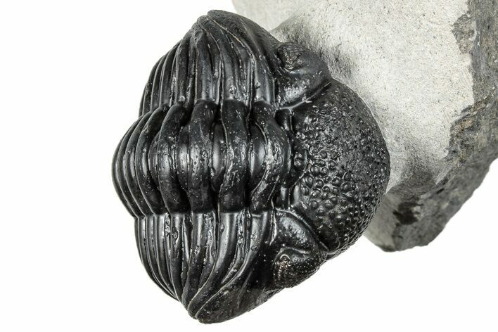 Curled Pedinopariops Trilobite - Mrakib, Morocco #287669